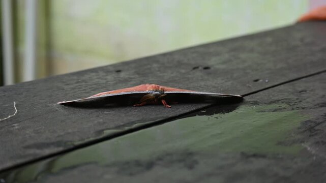 Antheraea yamamai moth. Its Common names &nbsp;Japanese silk moths&nbsp;and Japanese oak silkmoth. This&nbsp; is a&nbsp;moth&nbsp;of the family&nbsp;Saturniidae. It is endemic to east Asia.