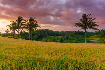 Fototapeta premium Beautiful morning view indonesia Panorama Landscape paddy fields with beauty color and sky natural light