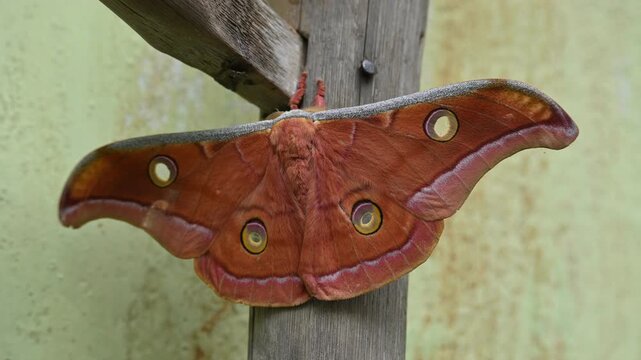 Antheraea yamamai moth. Its Common names &nbsp;Japanese silk moths&nbsp;and Japanese oak silkmoth. This&nbsp; is a&nbsp;moth&nbsp;of the family&nbsp;Saturniidae. It is endemic to east Asia.