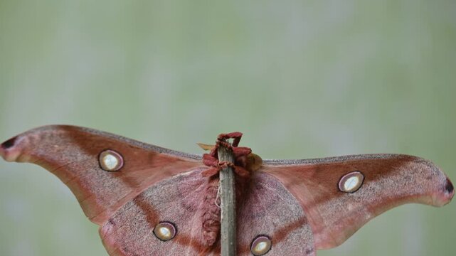 Antheraea yamamai moth. Its Common names &nbsp;Japanese silk moths&nbsp;and Japanese oak silkmoth. This&nbsp; is a&nbsp;moth&nbsp;of the family&nbsp;Saturniidae. It is endemic to east Asia.