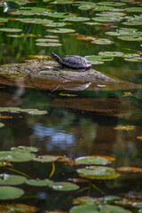 turtle in pond