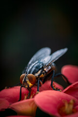 Extreme Macro of a Fly with Detailed Compound Eyes and Fine Textures