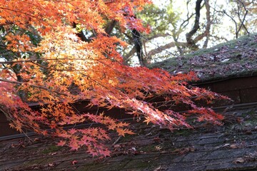 秋の本土寺（千葉県松戸市）。紅葉の境内。