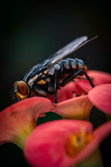 Extreme Macro of a Fly with Detailed Compound Eyes and Fine Textures
