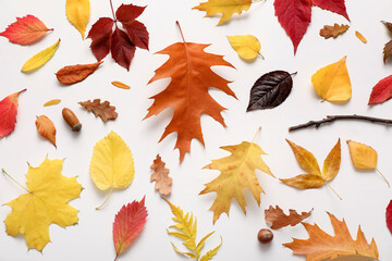Obraz premium Composition with beautiful autumn leaves on white background, closeup