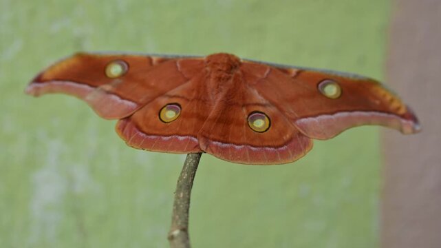 Antheraea yamamai moth. Its Common names &nbsp;Japanese silk moths&nbsp;and Japanese oak silkmoth. This&nbsp; is a&nbsp;moth&nbsp;of the family&nbsp;Saturniidae. It is endemic to east Asia.