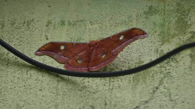 Antheraea yamamai moth. Its Common names &nbsp;Japanese silk moths&nbsp;and Japanese oak silkmoth. This&nbsp; is a&nbsp;moth&nbsp;of the family&nbsp;Saturniidae. It is endemic to east Asia.