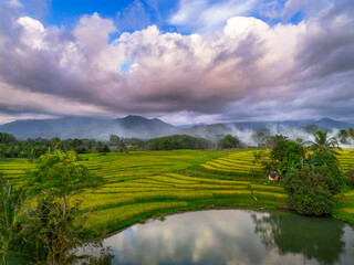 Beautiful morning view indonesia Panorama Landscape paddy fields with beauty color and sky natural light