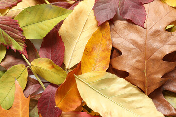 Different autumn leaves as background, closeup
