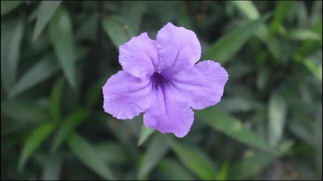Delicate purple Ruellia simplex flower blooming in lush green garden, capturing the serene beauty of nature, perfect for wellness, mindfulness, and peaceful backgrounds