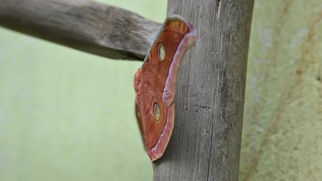 Antheraea yamamai moth. Its Common names &nbsp;Japanese silk moths&nbsp;and Japanese oak silk moth. This&nbsp; is a&nbsp;moth&nbsp;of the family&nbsp;Saturniidae. It is endemic to east Asia.