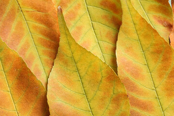 Obraz premium Beautiful autumn leaves as background, closeup