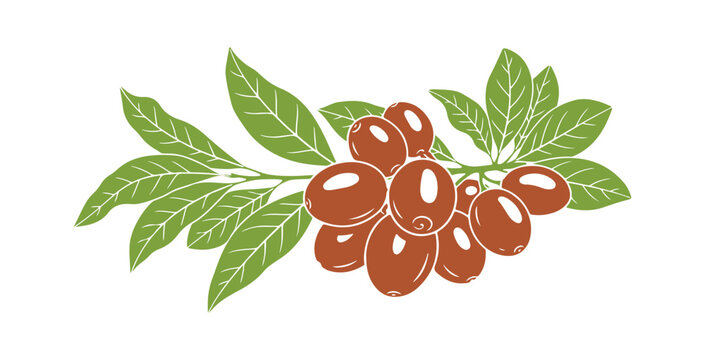 Shea branch illustration. A vector  featuring nuts and leaves. Represents nature. Black shape set against a white background. Natural food, organic essential butter, tropical item.