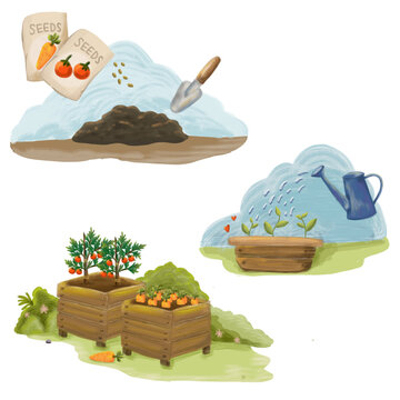 a set of images of a gardening steps, illustration of planting tomatoes and carrots