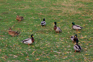 ducks walk in the park in autumn

