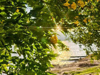 autumn leaves in the park
