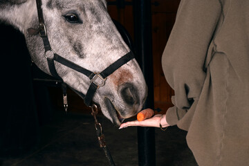 Closeup view of a person feeding a horse with an orange carrot placed on an open flat hand