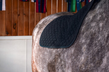 Closeup view of a black saddle pad resting on a horse’s back, showing texture and fit before...