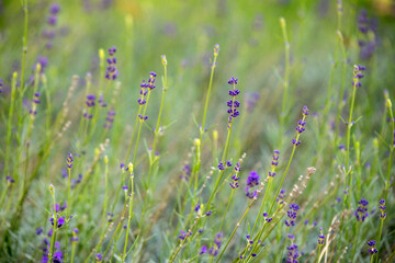A field of purple flowers with a green background