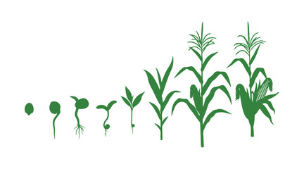Obraz premium Corn (maize) plant life cycle. The growth stages range from seed to flowering and fruiting, showcased on a white background. 