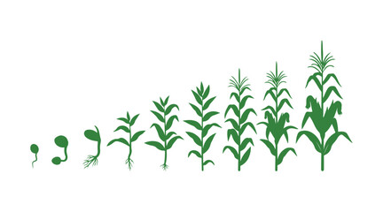 The corn (maize) plant's life cycle. It develops through different growth stages, starting from a seed and moving to flowering and fruiting, isolated on a white background.
