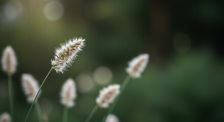 Obraz premium Delicate white flowers gently swaying in a soft breeze against a blurred natural background. This peaceful garden scene evokes tranquility and natural beauty ,flower ,season ,organic