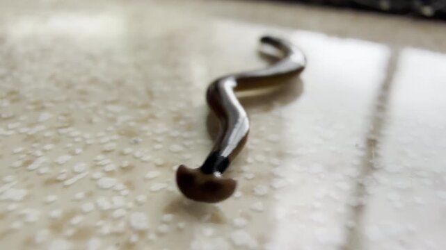 Brown Flatworm with Distinctive Hammer Shaped Head Crawling on Light Textured Floor in Close Up Low Angle View, Macro Shot, Exotic Invertebrate Study Concept