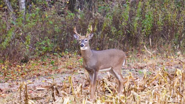 Whitetail buck deer (odocoileus virginianus) standing then running a combined corn field during fall in Wisconsin

