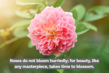 Inspirational life quote on blurry background. Roses do not bloom hurriedly; for beauty, like any masterpiece, takes time to blossom.