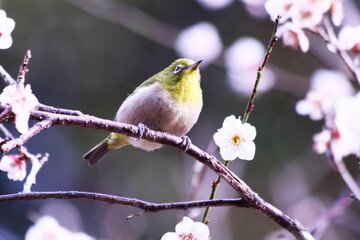 Obraz premium 白い梅の花とメジロ