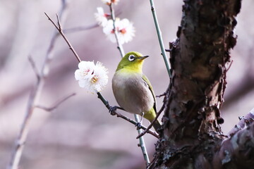 白い梅の花とメジロ