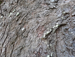 bark of a tree close up	
