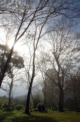 Trees in the park at sunrise, with fog filling the air, making everything blurry. A beautiful holiday activity.