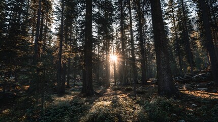 Obraz premium Bright sunburst illuminates the dense, dark trunks of tall evergreen trees in a forest