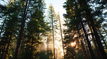 Tall evergreen trees create a canopy against the bright light filtering through the forest