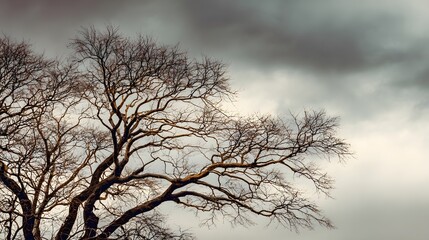 Bare tree branches create intricate patterns against an overcast sky backdrop