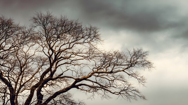 Bare tree branches create intricate patterns against an overcast sky backdrop - Powered by Adobe