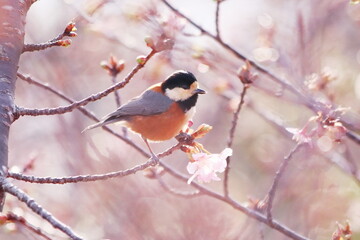 Fototapeta premium 可愛いヤマガラと桜のつぼみ