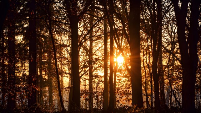 Golden sunlight streams intensely through a dense grouping of silhouetted woodland trees