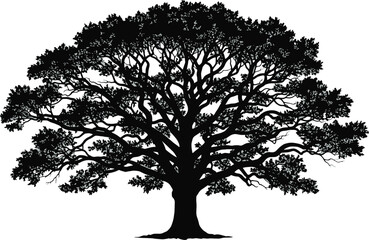 Fototapeta premium Vector illustration of a large old oak tree with a spreading crown silhouette