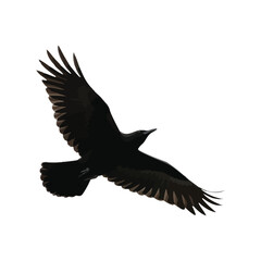 A Majestic Black Bird Soars Through the Sky with its Wings Spread Wide, Captured in a Stunning Aerial View