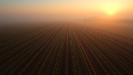 sedition. Early morning farmland with straight furrows under misty golden light. travel magazines, destination branding, designed for travel destination branding, used by ngo communicators.