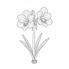 Amaryllis Line art isolated in white background