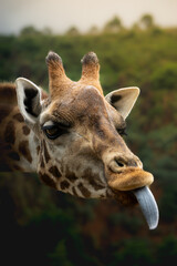 retrato divertido de una jirafa sacando la lengua