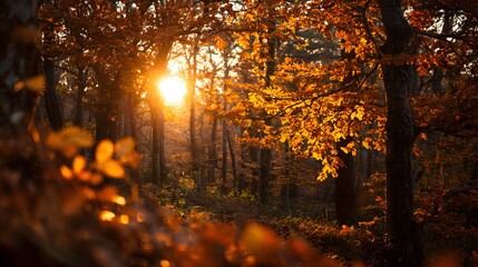 Bright sunburst shines through dense autumn woods illuminating vibrant foliage