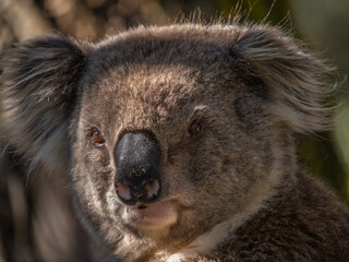 Alert Koala Stares At People