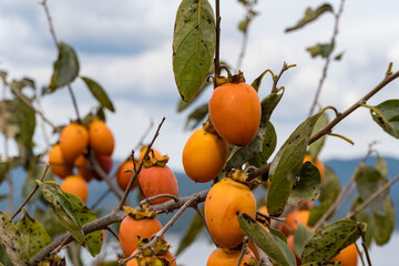 静岡県浜松市 秋の浜名湖猪鼻湖　柿の実
