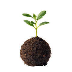 Young green seedling sprout with root ball isolated for growth and environmental themes