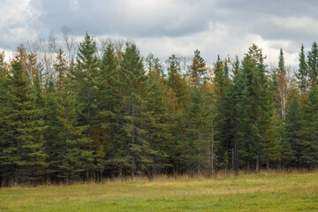 Fototapeta premium forest in the morning