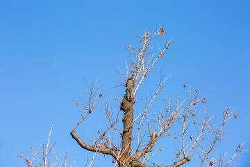 Bare tree branches reaching into the blue sky